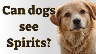 🐾 Can dogs see spirits?