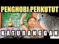 Kolektor Perkutut Katuranggan Wonosari Gununung Kidul Mp3 - Mp4 Download