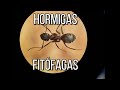 HORMIGAS FITÓFAGAS