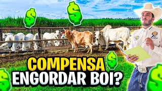 VISITEI UMA FAZENDA COM CONFINAMENTO