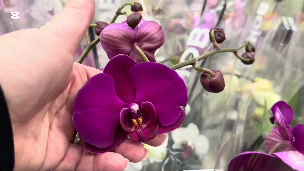 ОРХИДЕИ. М-н «ОМА»ПРОГУЛЯЛАСЬ И НЕМНОГО ПОСНИМАЛА 🌺🌺🌺