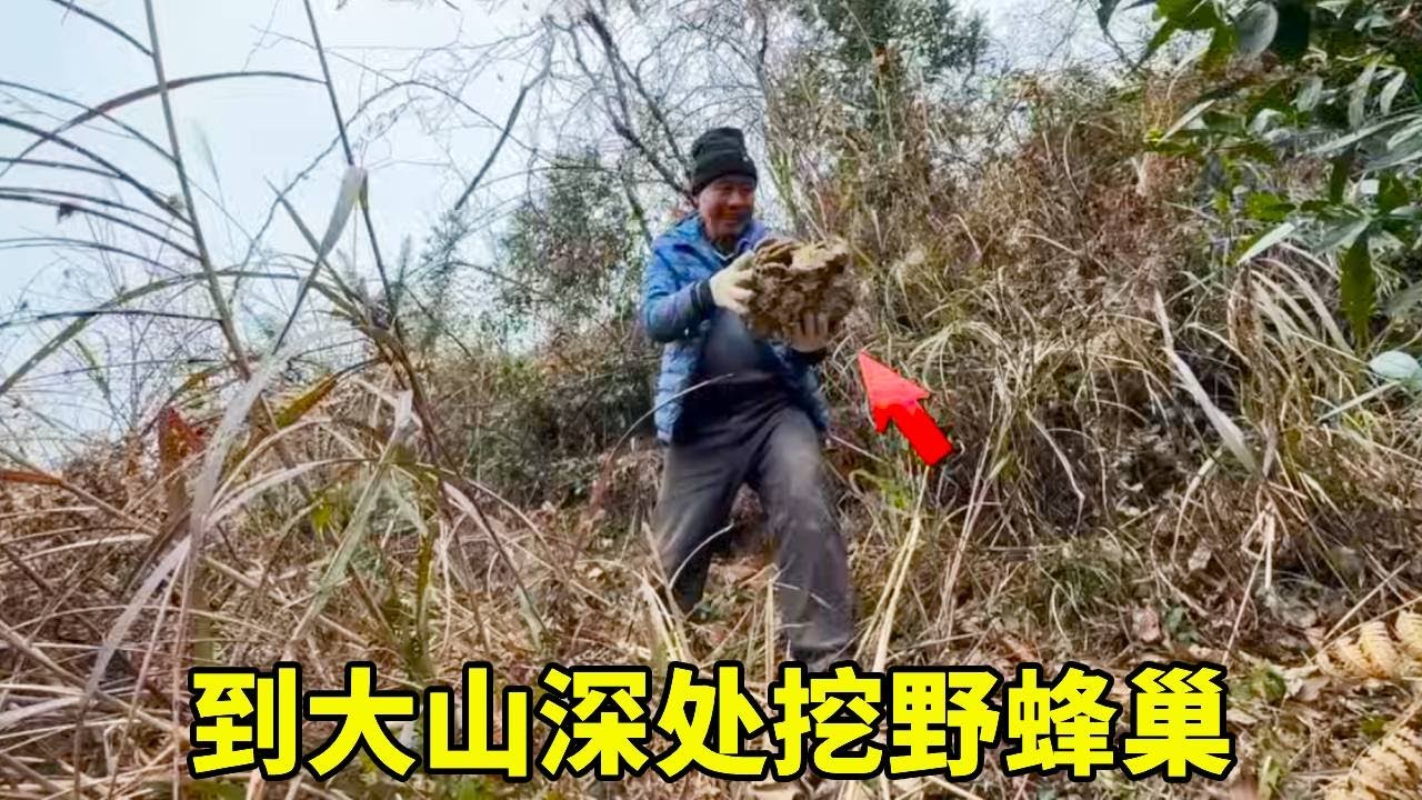 想吃蜂蛹了，我们来山里挖了一窝野蜂，油炸蜂蛹太下饭了！#乡村生活 #宠物 #野外户外