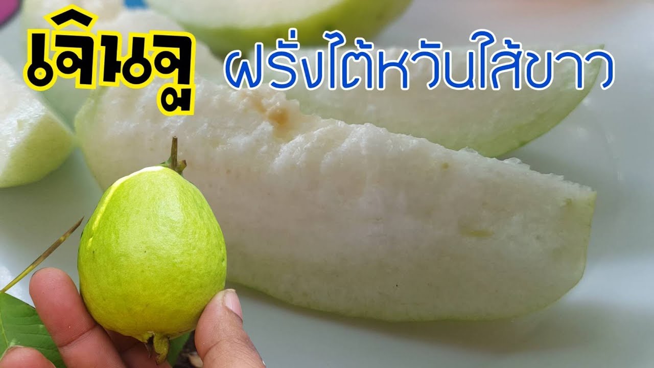 ฝรั่งใต้หวันใส้ขาว เจินจู ปลูกในกระถาง 8 นิ้วได้เก็บลูกกินแล้ว : เกษตรผสมผสาน EP.73