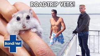 Best of Bondi Vet Road Trips | Compilation | Bondi Vet  ✈