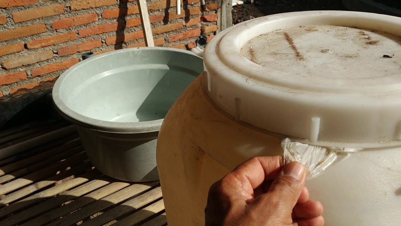 Budidaya gurame di kolam terpal bundar diameter 5 kepadatan 2.000 dan 3