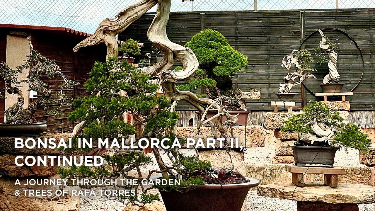 Bonsai in Mallorca II, part two