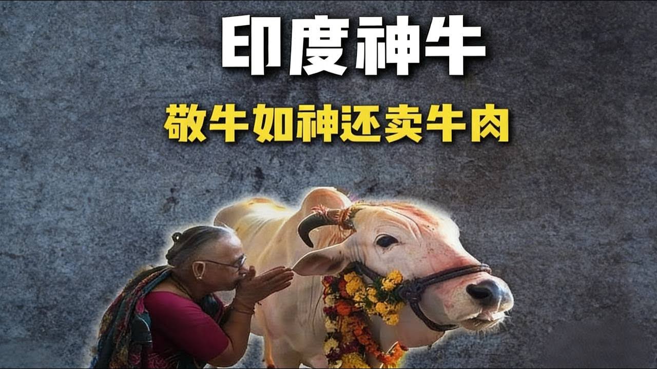 把牛奉若神明的印度，为啥狂卖牛肉？ |美食 |印度 |牛肉