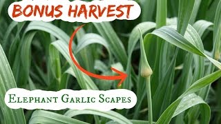 This is the second video in a series about seven, yes, 7 different
products that you can harvest from elephant garlic. garli...