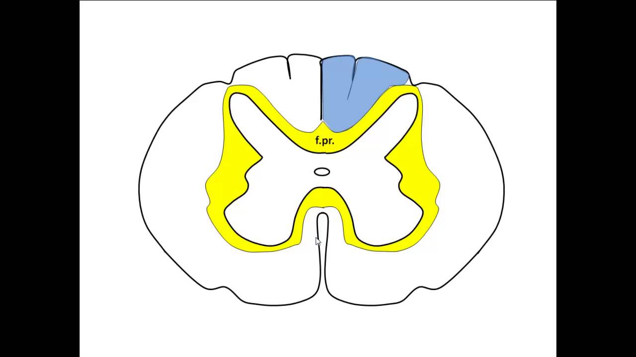 Пучок бурдаха и голля схема