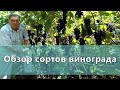 Обзор сортов винограда