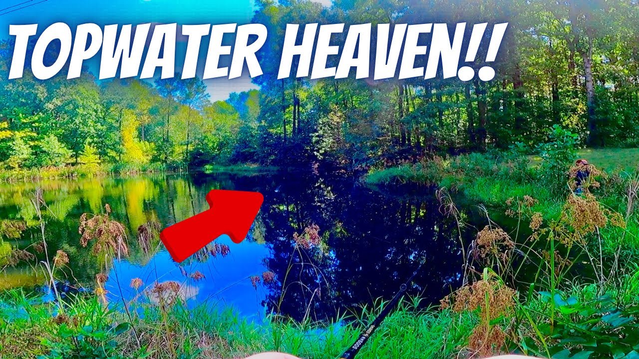 TOPWATER Fishing At BRAND NEW Pond!!