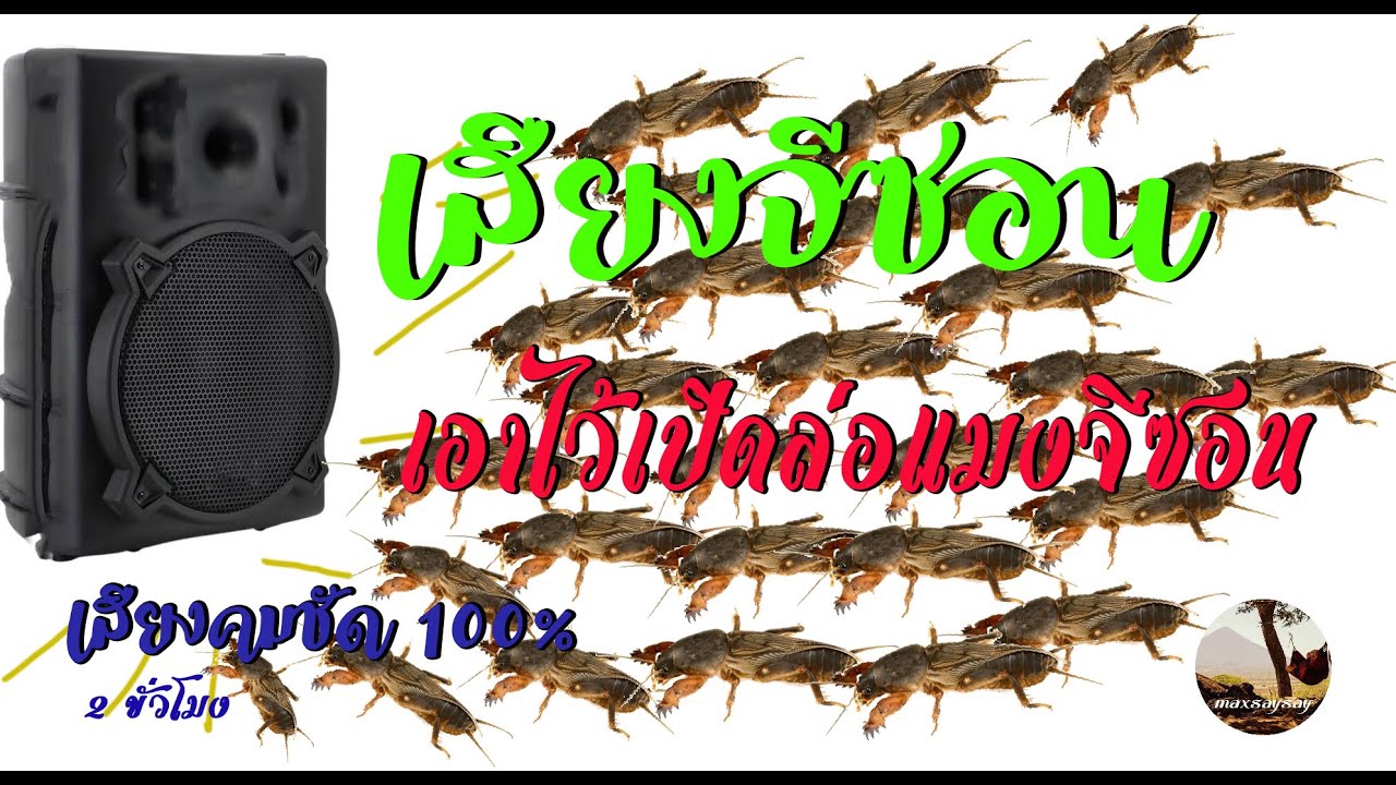 เสียงแมงจีซอน เสียงล่อแมงจีซอน เสียงแมงกระชอน เปิดล่อแมงจีซอน เสียงชัด 100% - เสียงธรรมชาติ แม็กไซไซ