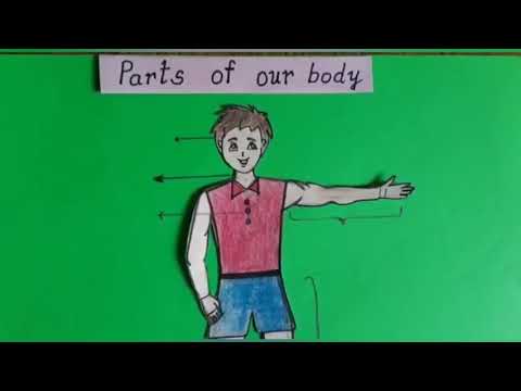 Parts of our body - YouTube