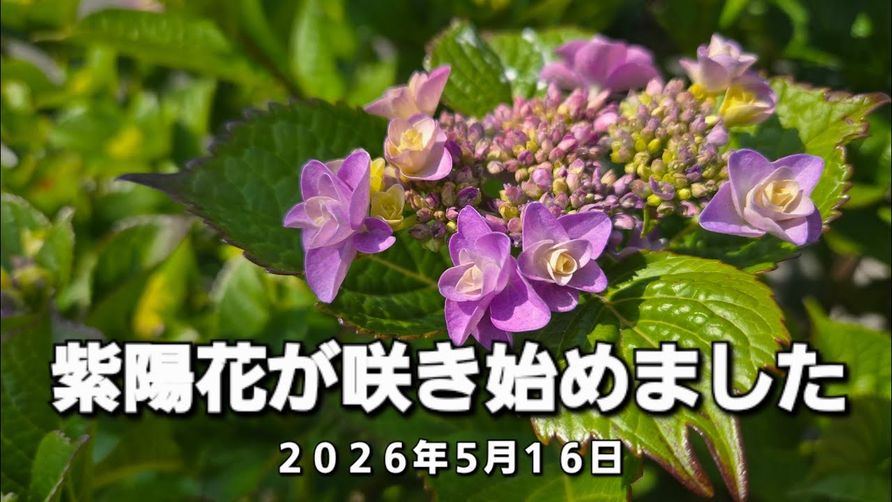 ①小田原城下町の紫陽花 咲き始めました ゆったりどうぞ 2026年5月16日