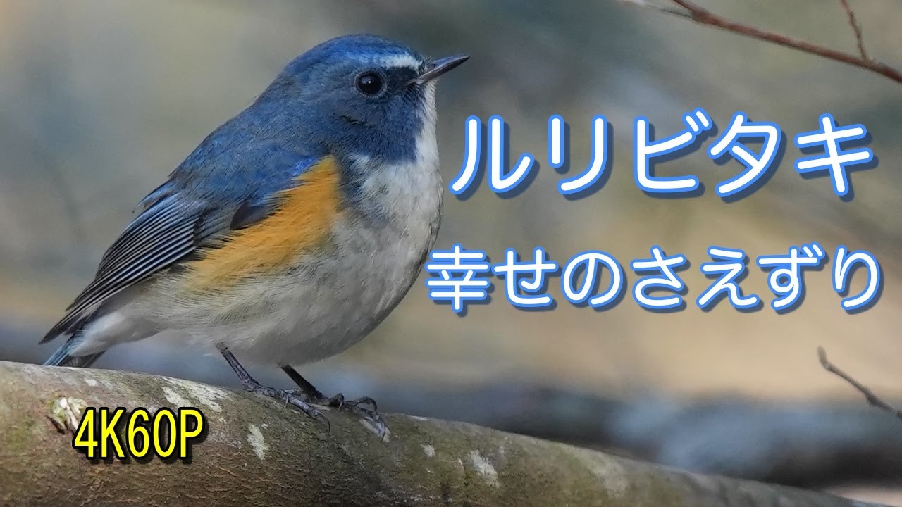 ミニバードカービング　\"ルリビタキ（さえずり）” 小さなバードカービング キビタキとルリビタキ 野鳥 木彫り 置物