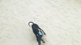 Italian Greyhound puppy playing and getting the zoomies in the sand