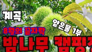 [가평차박캠핑] 가평계곡/밤나무 캠핑장/얕은물1부/수육불맛/스타렉스 차박캠핑