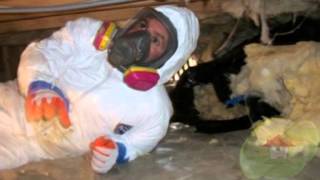 What is Black Toxic Mold? Tallahassee FL