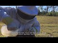 Bees added to solar installation