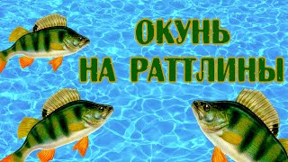 Окунь на раттлины .