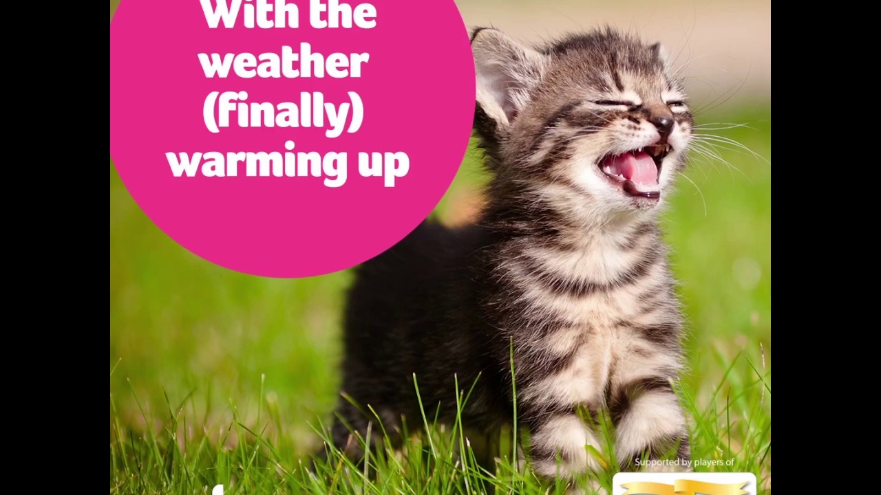 Pet-Friendly Gardens And What Plants To Avoid – PDSA Vet Advice