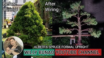 ALBERTA SPRUCE/FORMAL UPRIGHT/STYLING/POTTING/BEFORE & AFTER WIRING