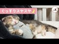 ぬいぐるみを抱き枕にスヤスヤと眠るにゃんこ