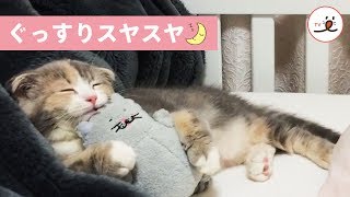 ぬいぐるみを抱き枕にスヤスヤと眠るにゃんこ