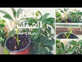 إكثار الشفليرا بالعقل و الأوراق بسهولة schefflera propagation from leaf