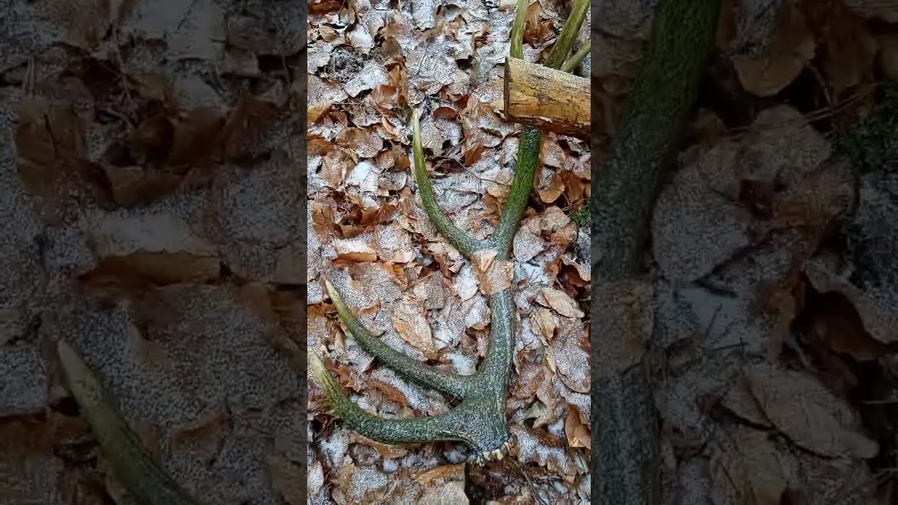 Zrzuty jelenia 2026. Piękny zeszłoroczny dwunastak