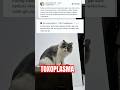 Intropet gak ada keluar rumah🤟🏻😂 #mitoskucing #toxoplasma #kucinglucu #kucingtiktok #kucingviral