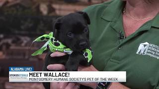Pet of the Week: Meet Wallace