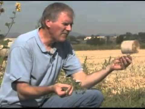 วีดีโอ: Field bindweed: คำอธิบาย คุณสมบัติที่เป็นประโยชน์ และการใช้งาน