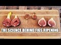 Figs. The science behind how figs ripen - Ethylene Gas