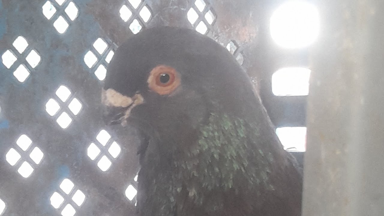 الصفيانوص الحر🕊🕊نتوى تاع صلطان بيضة🥚🥚