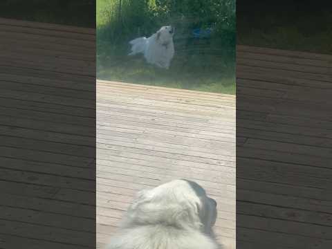 An actual video of what it’s like owning Great Pyrenees
