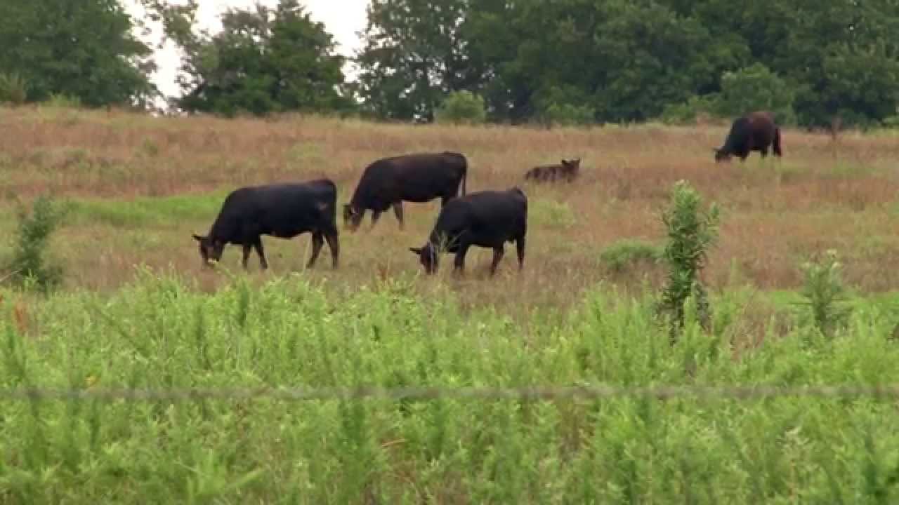 Prescribed Burning: Effects on Grazing