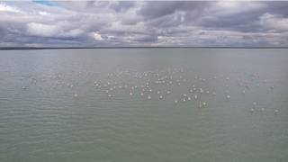 Seyfe Gölü Kuş Cenneti 11 Şubat 2026 Soner Demirbaş