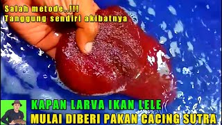 Kapan Larva Lele Mulai Diberi Makan Cacing Sutra??