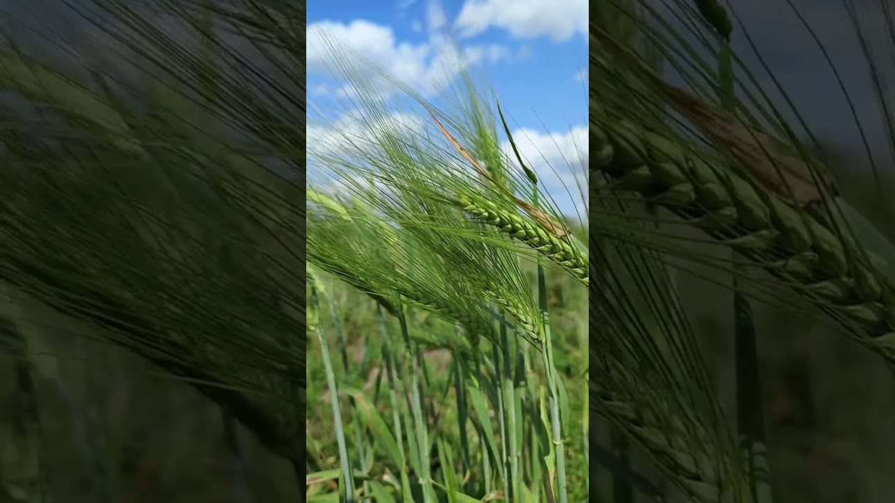 La récolte #tamalou #musique #rap  #dance  #music   #ias   #amour   #dancer #remix