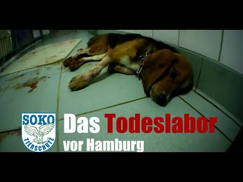 Das Todeslabor vor Hamburg - Hier vergiften sie Hunde // SOKO Tierschutz e.V.