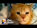 Feral cat holds his foster moms hand  the dodo cat crazy