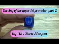 Carving Of The Upper 1st Premolar Part 2 By Dr Sara Shogaa Carving Of The Upper 1st Premolar Part 2 By Dr Sara Shogaa