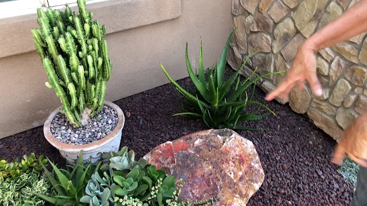 A Beautiful Succulent Garden by Laura Eubanks