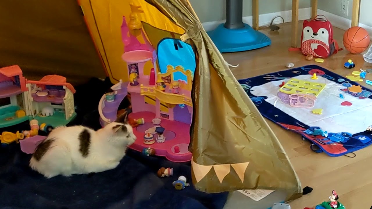 My Cat Still Doesn't Want Cat Treats from My Kid 