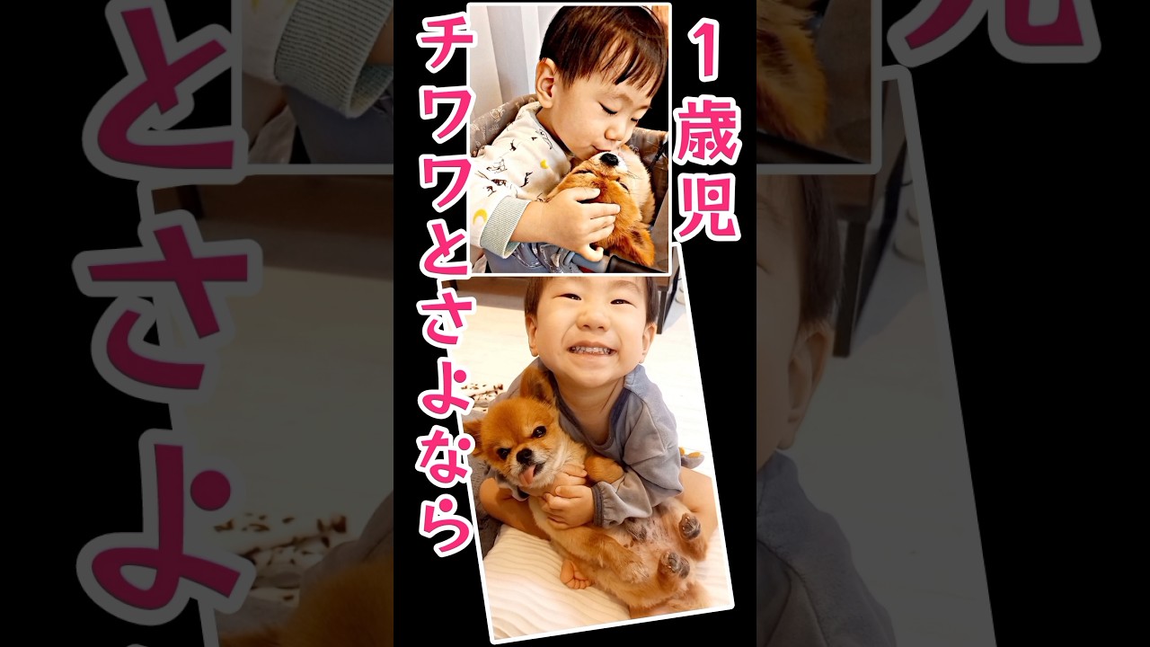 1歳児！大好きなチワワとバイバイ！