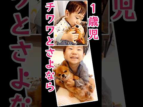 1歳児！大好きなチワワとバイバイ！