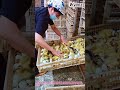 Baby Ducks Hatching! Easy Transfer Method Farm Life 🐥↓