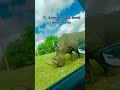 UK Safari Park Drive 🦁🚗 | Part 1 #animals #trending #viral #adventure #YouTube shorts