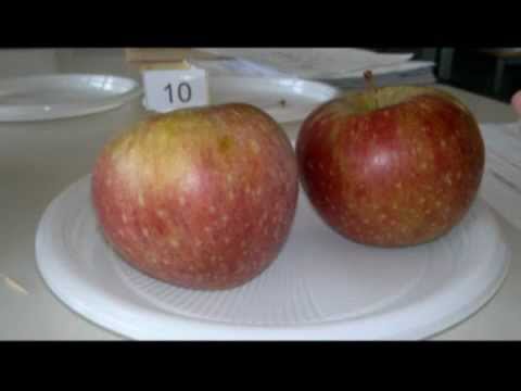Video: Cultivar di mele rosse: coltivare alberi di mele con frutti rossi